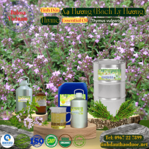 Tinh Dầu Xạ Hương -  Bách Lý Hương  - Thyme Essential Oil 1 lít