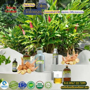 Tinh Dầu Củ Riềng - Galangal Essential Oil 1 lít
