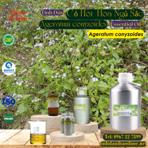 Tinh Dầu Cỏ Hôi - Hoa Ngũ Sắc -  Ageratum Conyzoides Essential Oil 1 lít