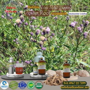 Tinh Dầu Mộc Hương - Costus Root Essential Oil 1 Lít