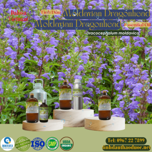 Tinh Dầu Moldavian Dragonhead - Moldavian Dragonhead Essential Oil  1 Lít