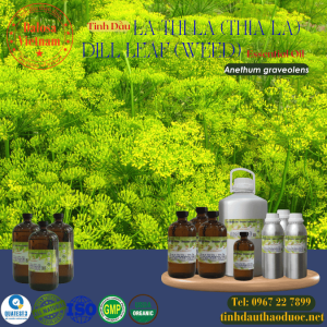 Tinh Dầu Lá Thì Là - Dill Leaf Essential Oil 1 Lít